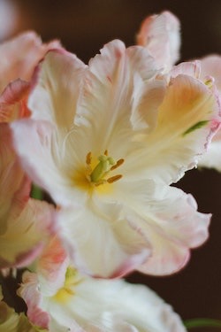 bloem1
